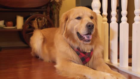 Golden-retriever-dog-wearing-red-bandana-lying-on-house-floor
