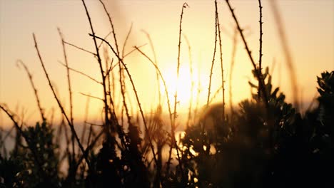Sunset-on-the-beach-peeking-through-the-bushes-silhouette-in-4k