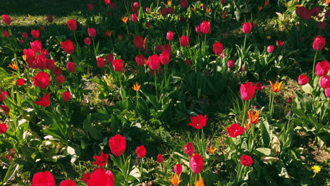 Rote-Tulpen-Auf-Einem-Feld-Im-Frühling