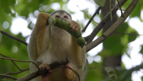 Close-up-of-Central-American-Squirrel-Monkey-eating-from-a-bean-pod-in-Manuel-Antonio-National-Park,-Costa-Rica