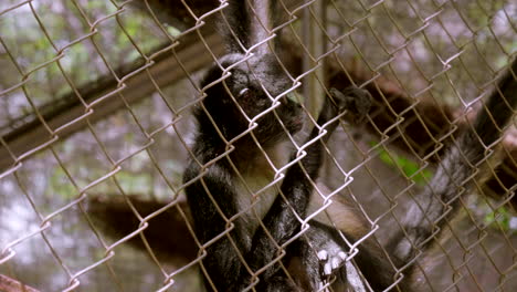 SPIDER-MONKEYS-IN-A-CAGE-IN-THE-MIDDLE-OF-THE-JUNGLE-IN-SOUTH-MEXICO