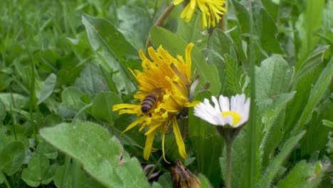 Bee-gathering-pollen-for-nectar-or-honey-on-yellow-dandelion