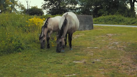 Zwei-Pferde-Fressen-Im-Sommer-Das-Gras-In-Den-Niederlanden