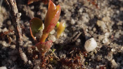 Dozen-of-tiny-ants-crawling-on-the-ground-around-pebbles-and-leaf,-still-macro-shot