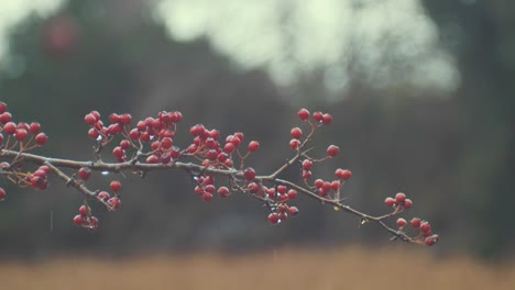 Zweig-Mit-Leuchtend-Roten-Beeren,-Die-Im-Winter-Zittern