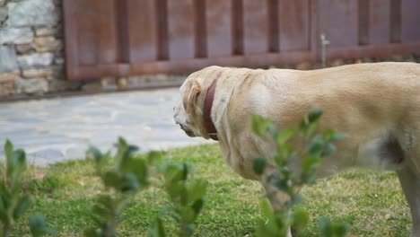 Verspielter-Labrador-Legt-Sich-Ins-Gras-Und-Spielt-Mit-Einem-Ball
