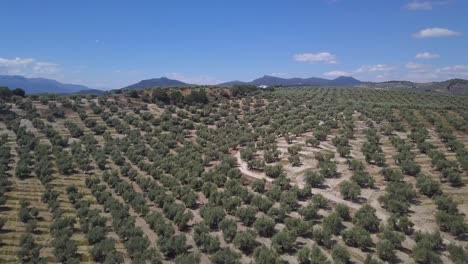 Luftaufnahme-Eines-Hügels-Voller-Olivenfelder-Im-Süden-Spaniens