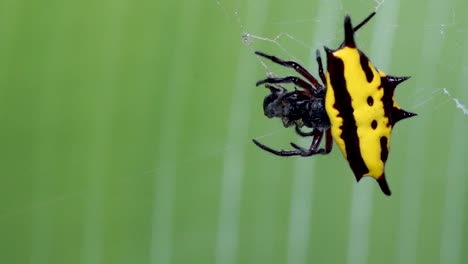 Top-view-yellow-spider-with-prey-on-web,-spiny-backed-orb-weaver