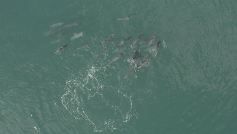 Eine-Delfingruppe-Auf-Der-Jagd-In-Den-Gewässern-Von-Vleesbaai,-Westkap,-Südafrika