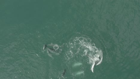 Vista-Aérea-Del-Apareamiento-De-Delfines-En-Vleesbaai-Western-Cape-Sudáfrica