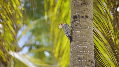 day-shot-of-beautiful-exotic-bird-in-Havana-Cuba-looks-around-and-slowly-climbs-up-at-tree,-slow-motion-b-roll-sea-at-background
