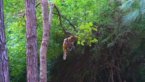 Un-Mono-Bebé-Balanceándose-En-La-Rama-De-Un-árbol-En-El-Parque