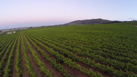 Vineyards-of-the-Cape-in-the-early-morning