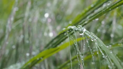 Macro-video-of-drops-on-grass-after-rain