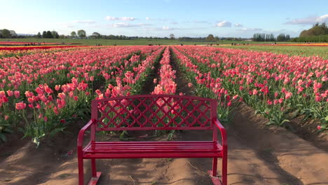 A-red-bench-in-front-of-rows-of-beautiful-tulips-gently-blowing-in-the-breeze