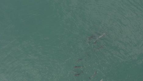 Gruppe-Von-Delfinen,-Die-Gemütlich-Im-Offenen-Meer-Schwimmen