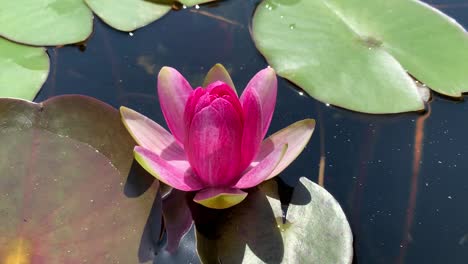 Rosafarbene-Lotusblume,-Die-Auf-Dem-Wasser-Schwimmt,-Mit-Grünen-Seerosen
