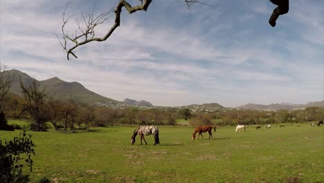 Pferde-Grasen-In-Einer-Reihe-Auf-Dem-Noordhoek-Common-In-Kapstadt,-Südafrika