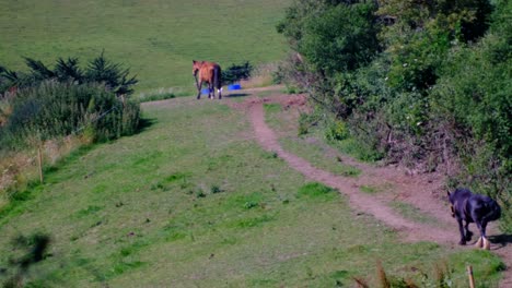 Two-horses-walking-and-feeding-on-a-hilly-green-field