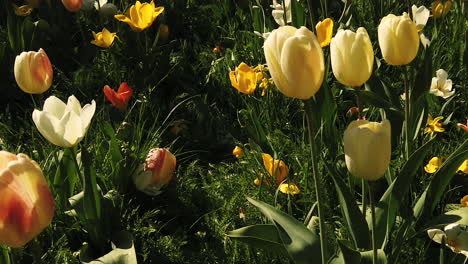 Tulpen-Zu-Ostern-Auf-Einem-Feld