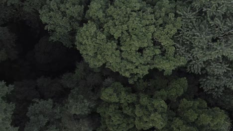 Regenwald-Beeindruckende-Drohnenaufnahmen-In-Der-Baumkrone