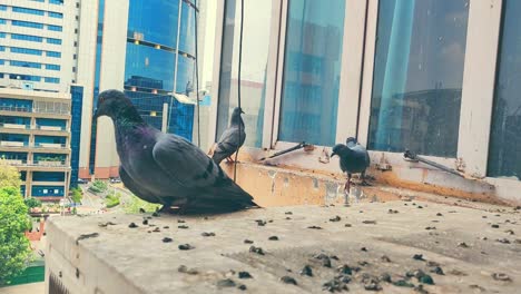 domestic-or-wild-pigeons-flying-out-and-in-outside-a-house-in-slow-motion