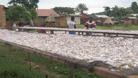 Afrikaner-In-Einem-Ländlichen-Ugandischen-Dorf-Stehen-Um-Eine-Reihe-Von-Wäscheständern-Herum,-Auf-Denen-Kleine-Fische-Liegen
