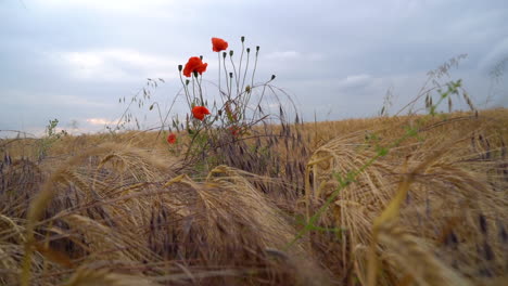 Slow-motion-pan-towards-some-roses-in-a-field-of-barely-and-wheat
