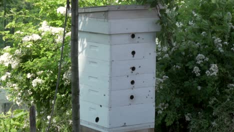 Bienen-Fliegen-In-Zeitlupe-Um-Einen-Weißen-Bienenstock-Aus-Holz
