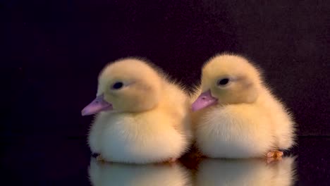 Two-cute-yellow-ducklings-isolated-on-black,-yawn-and-peck-eachother