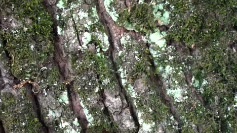 Close-up-handheld-of-ants-walkig-inside-tree-bark-with-moss
