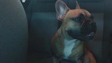 Small-french-bulldog-stay-in-car-on-back-seats-and-waiting-for-her-guardian-with-seat-belt