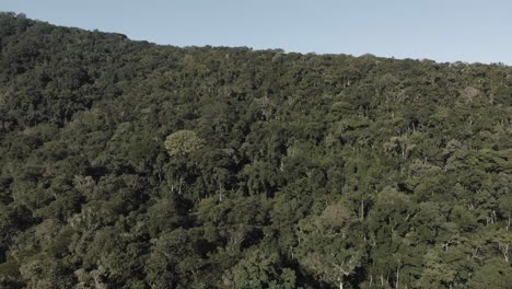 Nahaufnahme-Einer-Drohne,-4k-Dichter-Wald