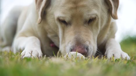 playfull-Labrador-laying-down-in-the-grass,-playing-with-a-rock