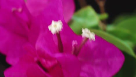 Rosa-Bougainvillea-Blume,-Die-Sich-Durch-Den-Wind-Im-Garten-Bewegt,-Nahaufnahme