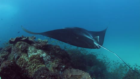 A-majestic-Manta-Ray-swims-along-a-tropical-reef