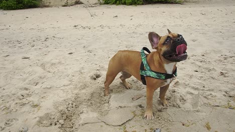 Französische-Bulldogge-Viel-Spaß-Am-Meer