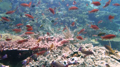 Zeitlupenaufnahmen-Von-Kleinen-Roten-Rifffischen,-Die-über-Einem-Farbenfrohen-Korallenriff-Schwimmen