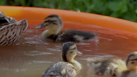 Close-up-shots-of-a-group-of-adorable-mallard-duckings-swimming-around-in-a-pool