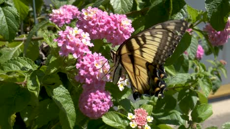 A-yellow-butterfly-pollinating-pink-flowers