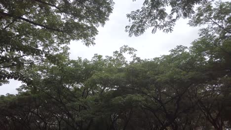 Cámara-Panorámica-A-Muchos-árboles-Verdes-En-El-Parque-Con-Cielo-Oscuro-Nublado-En-Cámara-Lenta