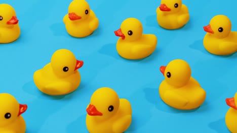 yellow-rubber-ducks-swimming-in-place-on-blue-background-with-one-duck-swimming-through-center-path-stop-motion