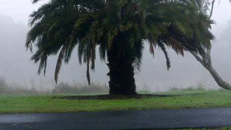 Tree-in-the-morning-fog.-TILT-UP-SHOT