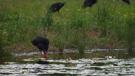 Swamp-hen-standing-at-the-edge-of-a-pond