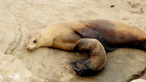 Close-up-footage-of-sea-lion-pup-with-mother-on-the-beach-in-La-Jolla-California
