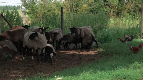 Herd-of-sheeps-eating-grass-and-young-lambs-eating-from-mother-breast