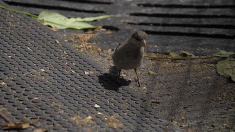 House-Sparrow-looking-around,-walking-and-jumping,-filmed-in-180-fps-slow-motion-at-Chelsea-Park,-Manhattan-Park-in-New-York-City