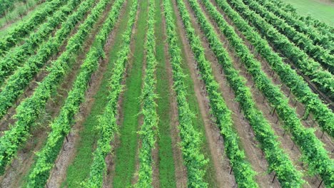 Aerial-drone-flight-over-a-Grape-Vineyard-in-the-Hill-Country-part-of-Texas