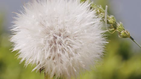 Macro-close-up-of-a-dandelion-moving-in-the-wind