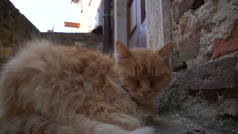 Un-Gato-Rojo-Somnoliento-Se-Está-Despertando-Lentamente-De-Su-Sueño-Vespertino-En-Un-Antiguo-Pueblo-De-Italia